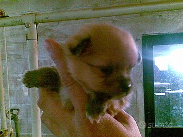 Spitz Tedesco Piccolo