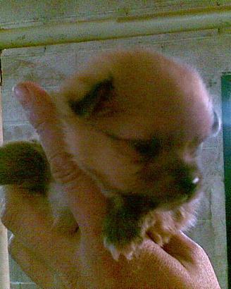 Spitz Tedesco Piccolo