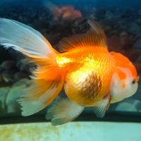 Pesce acquario Oranda 13 cm