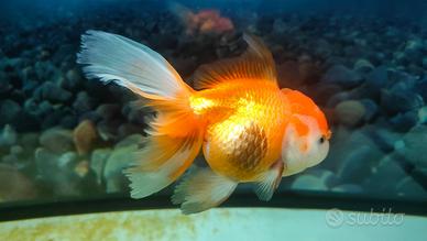 Pesce acquario Oranda 13 cm