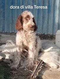 Spinone italiano con pedigree