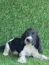 Cocker