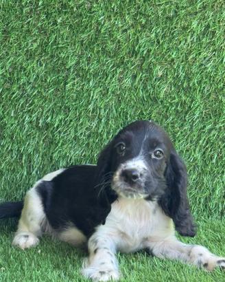 Cocker