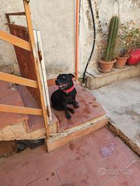 Cucciolone