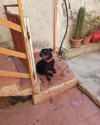Cucciolone