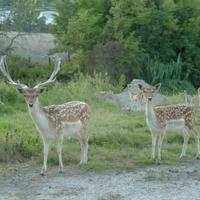 Daini tipo pomellati in coppia o singoli con cer