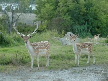 Daini tipo pomellati in coppia o singoli con cer