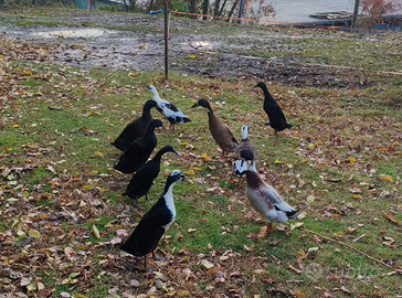 Anatra corritrice indiana, maschi