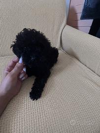 Barboncina nera toy