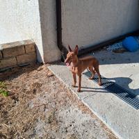 Cane cirneco dell' etna