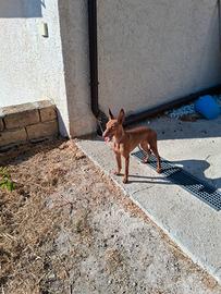 Cane cirneco dell' etna