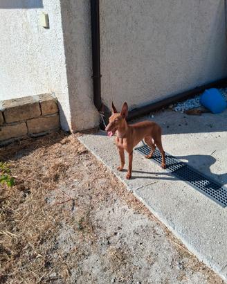 Cane cirneco dell' etna