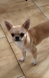 Chihuahua maschio