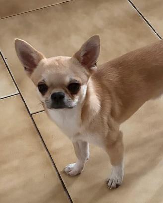 Chihuahua maschio
