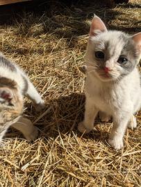 Gattini di fattoria super socievoli ad Albenga