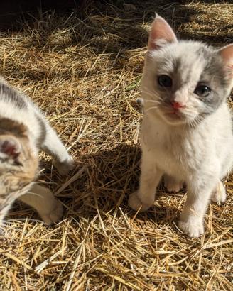 Gattini di fattoria super socievoli ad Albenga