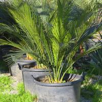MACROZAMIA