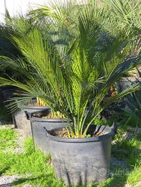 MACROZAMIA