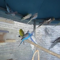 Cocorite Gioiosa Marea