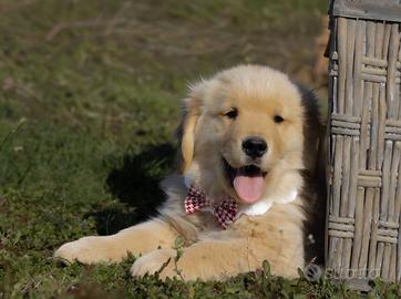 Cuccioli Golden Retriever disponibili AMERICANI