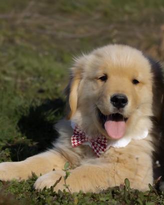 Cuccioli Golden Retriever disponibili AMERICANI