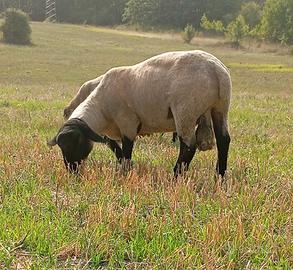 Montone Suffolk