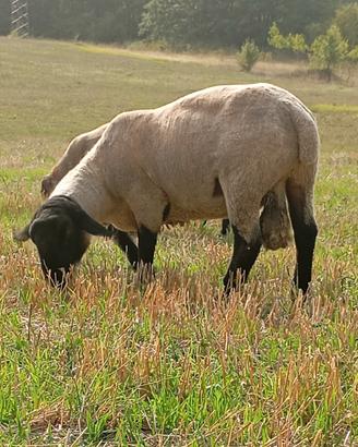 Montone Suffolk