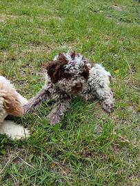Lagotto romagnolo