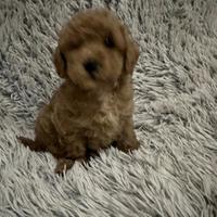 Meravigliosi cuccioli barboncino