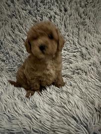 Meravigliosi cuccioli barboncino