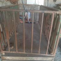 bascula pesa bestiame