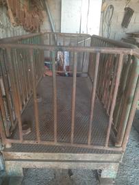 bascula pesa bestiame