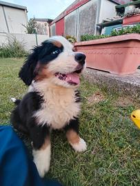 Cucciole Bovaro del Bernese
