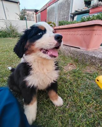 Cucciole Bovaro del Bernese