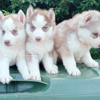 Siberian Husky