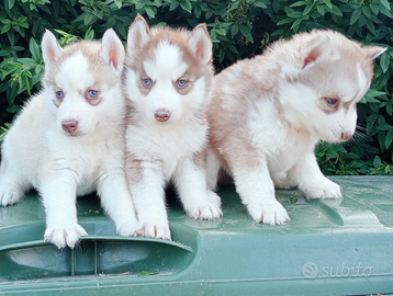 Siberian Husky