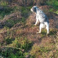 Viaggi venatori a quaglie e beccacce in Croazia