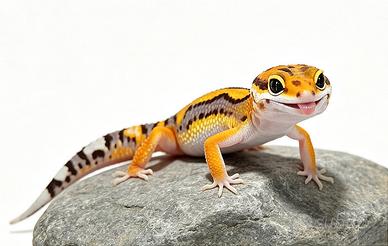 Vari colori geco leopardino e kit completo. Scambi