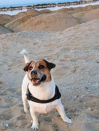 Milo Jack Russel maschio