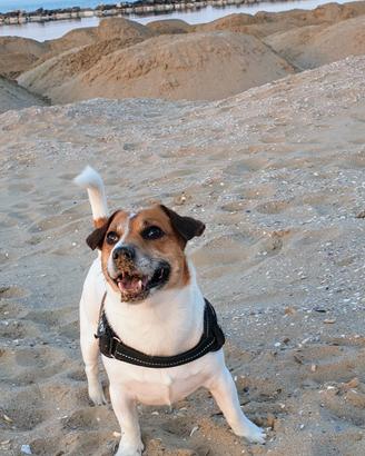 Milo Jack Russel maschio