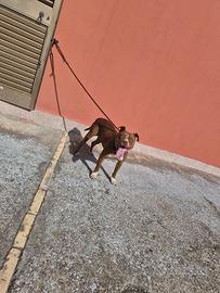 pitbull femmina 