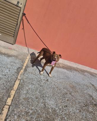pitbull femmina 