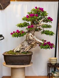 Bonsai e formazione