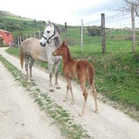 Cavalli