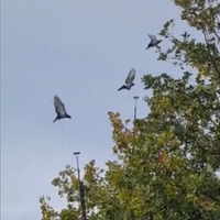 Piccioni addestrati cimbelli e volantini