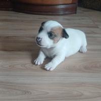 Cucciola di Jack russell