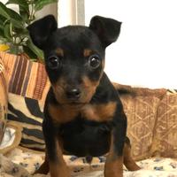 Cuccioli Pinscher