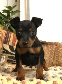 Cuccioli Pinscher