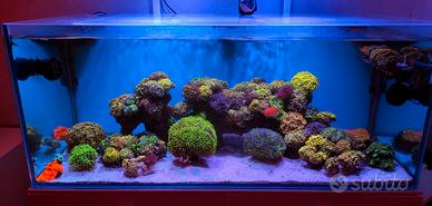 Corallo euphyllia marino