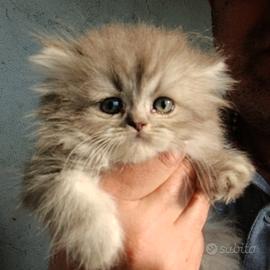 Cuccioli gatto persiano